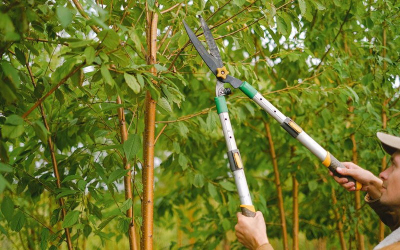 Tree trimming in Indialantic, FL